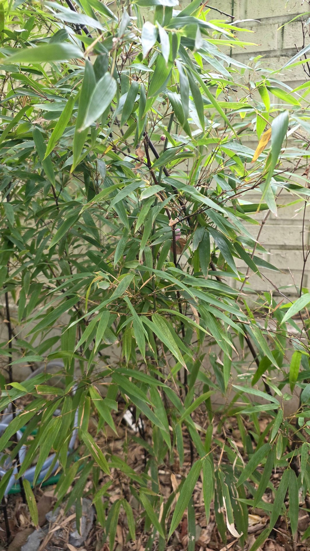 하람이